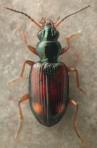 Bembidion spinolai