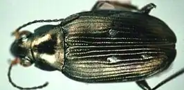 Bembidion stenoderum