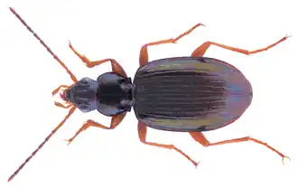 Grote leempriemkever