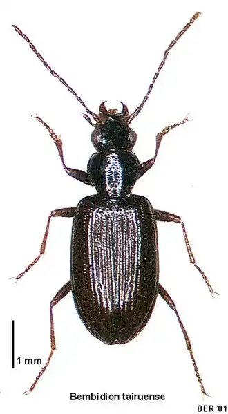 Bembidion tairuense