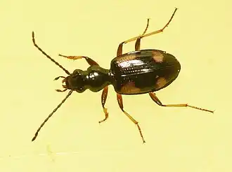 Bembidion tetragrammum