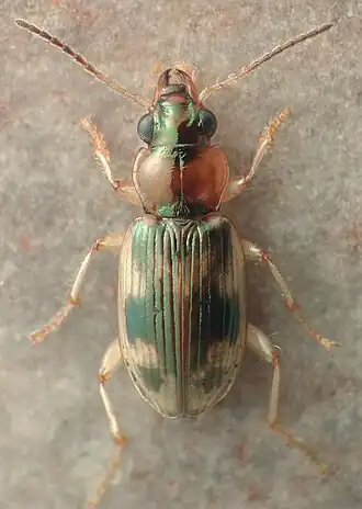 Bembidion tigrinum