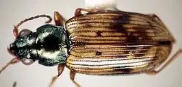 Bembidion umbratum