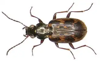 Gevlekte kwelderpriemkever