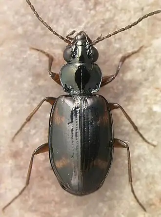 Bembidion wickhami