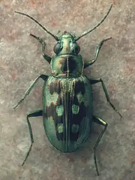 Bembidion zephyrum