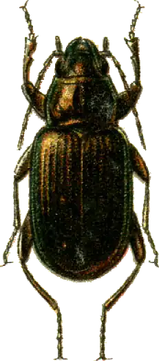 Bembidion laticolle