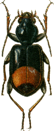 Bembidion menetriesii