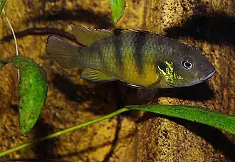 Benitochromis