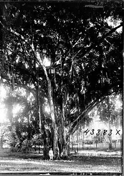 Waringin met luchtwortel, figuur naast de stam