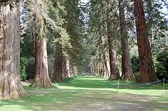 Redwood Avenue, laan van mammoetbomen in de botanische tuin