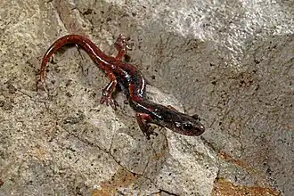 Italiaanse grottensalamander