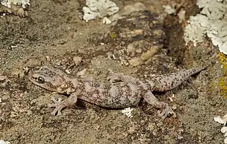 Europese bladvingergekko