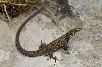 Peloponnesoskielhagedis