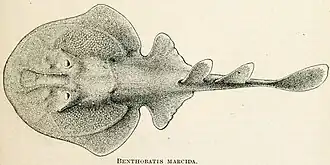 Benthobatis marcida