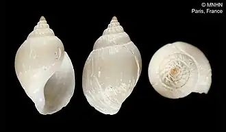 Benthobia tornatilis