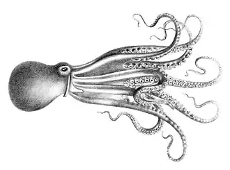 Muusoctopus januarii