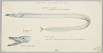 Benthodesmus elongatus