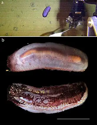 Benthodytes sanguinolenta