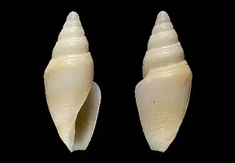Benthofascis angularis