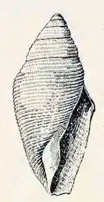 Benthofascis biconica