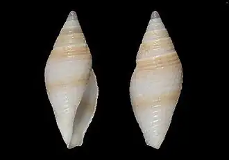 Benthofascis conorbioides