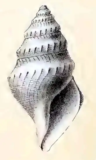 Benthomangelia brachytona