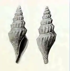 Benthomangelia trophonoidea