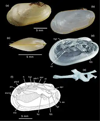 Benthomodiolus abyssicola