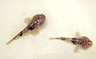 Benthophilus granulosus