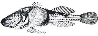 Benthophilus leobergius