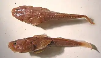 Benthophilus leptocephalus