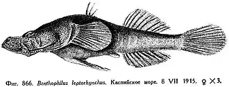 Benthophilus leptorhynchus