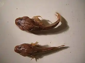 Benthophilus ragimovi