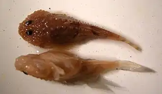 Benthophilus spinosus