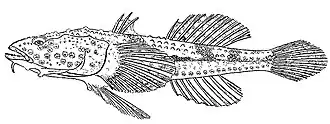 Benthophilus stellatus