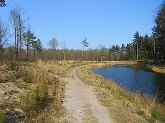 Bergerbos De Maasduinen