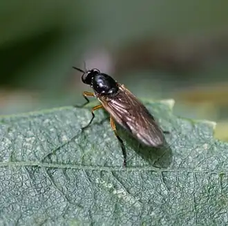 Oranje stekelwapenvlieg