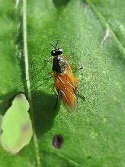 Oranje stekelwapenvlieg Beris vallata