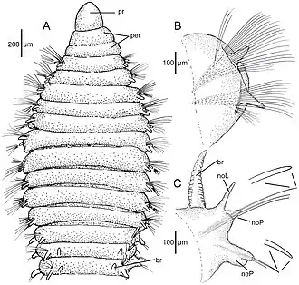 Berkeleyia lelievrei