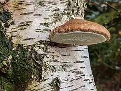 Berkenzwam (Fomitopsis betulinus) is een zwakteparasiet op berk (Betula sp.).