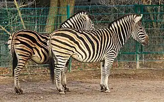 Chapmanzebra, (Steppezebra)