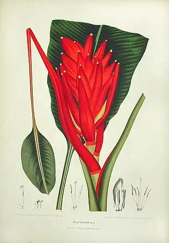Musa coccinea