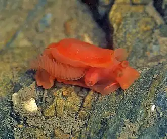 Berthella aurantiaca