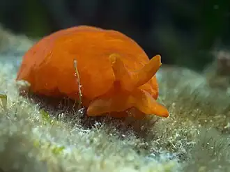 Berthellina edwardsii