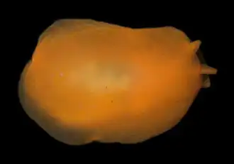 Berthellina quadridens