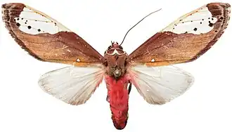 Bertholdia pseudofumida