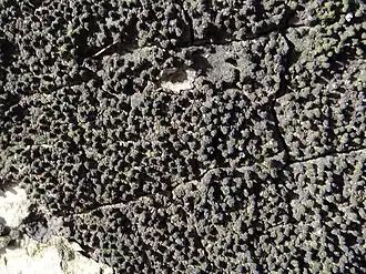 Moerbeiwrattenzwammetje