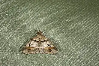 Bleptina quadripuncta