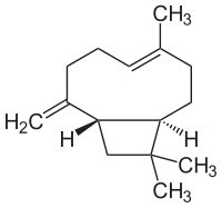 Structuurformule van bèta-caryofylleen